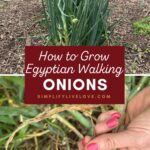 Learn how to grow Egyptian walking onions, the self-planting perennial that comes back bigger every year! These easy-care walking onions (also called winter onions or Egyptian tree onions) produce topsets instead of seeds, so they "walk" across your garden bed and multiply all on their own. In this post, I'm sharing planting tips, care and harvest advice, a full year-round growing guide, and the sweet family story behind how these onions made their way from my grandparents' garden in Arkansas all the way to mine in Iowa. Perfect for anyone who wants a low-maintenance, perennial vegetable garden! 🧅🌱