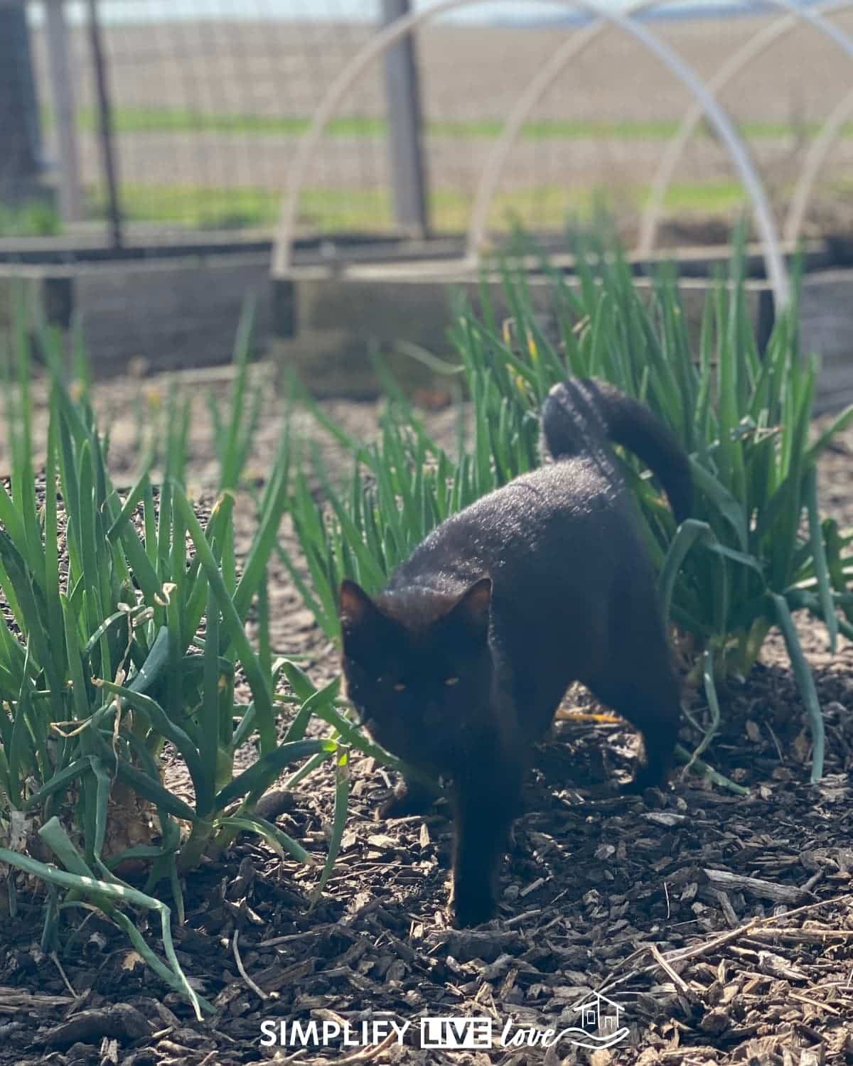 black cat in a walking onion garden