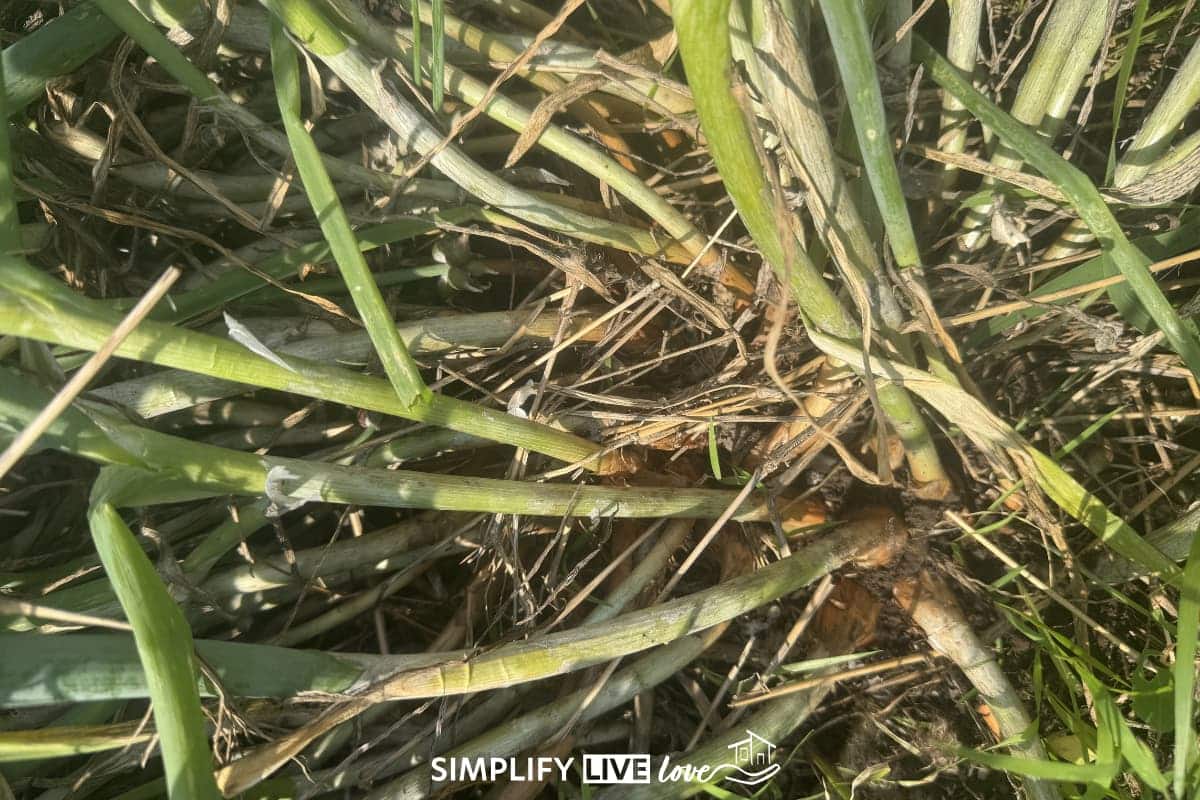 base of egyptian walking onion plant with mulch and cut stalks