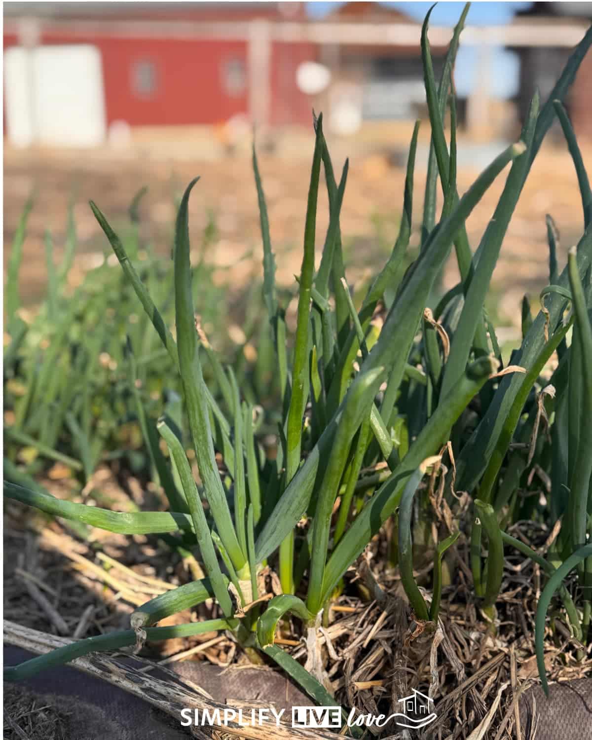 young green shoots of egyptian walking onions in early spring