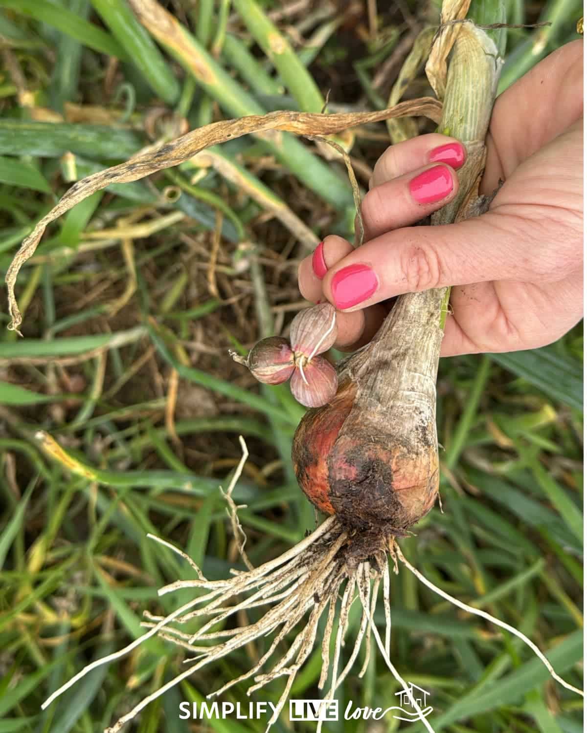 hand holding harvested egyptian walking onion bulb with topsets