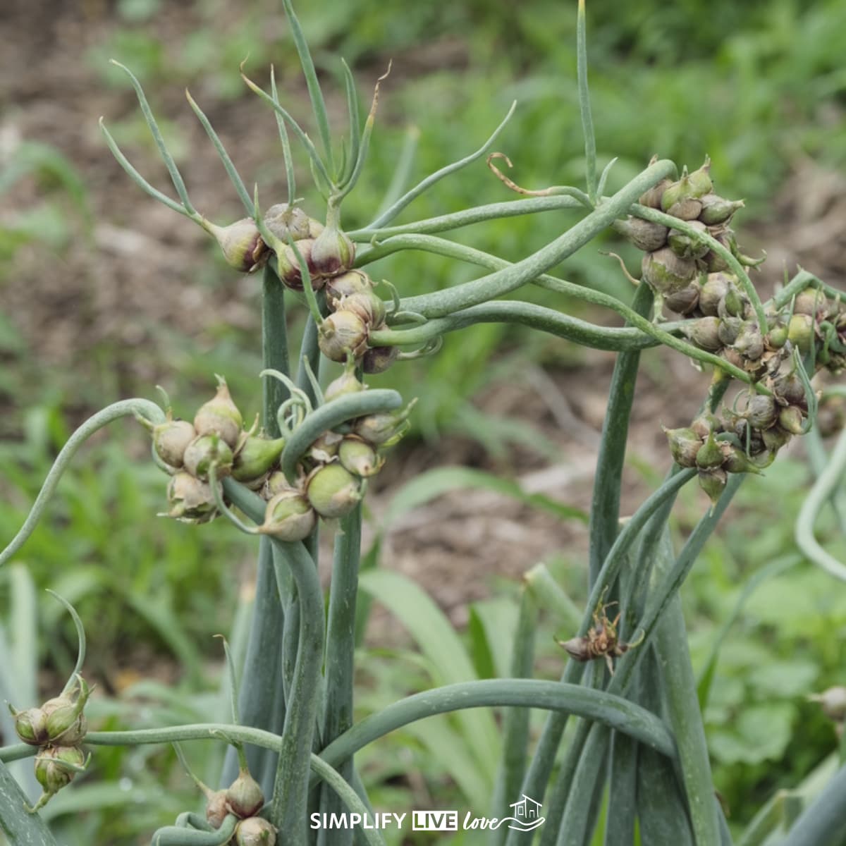egyptian walking onion stalks curling under the weight of topsets