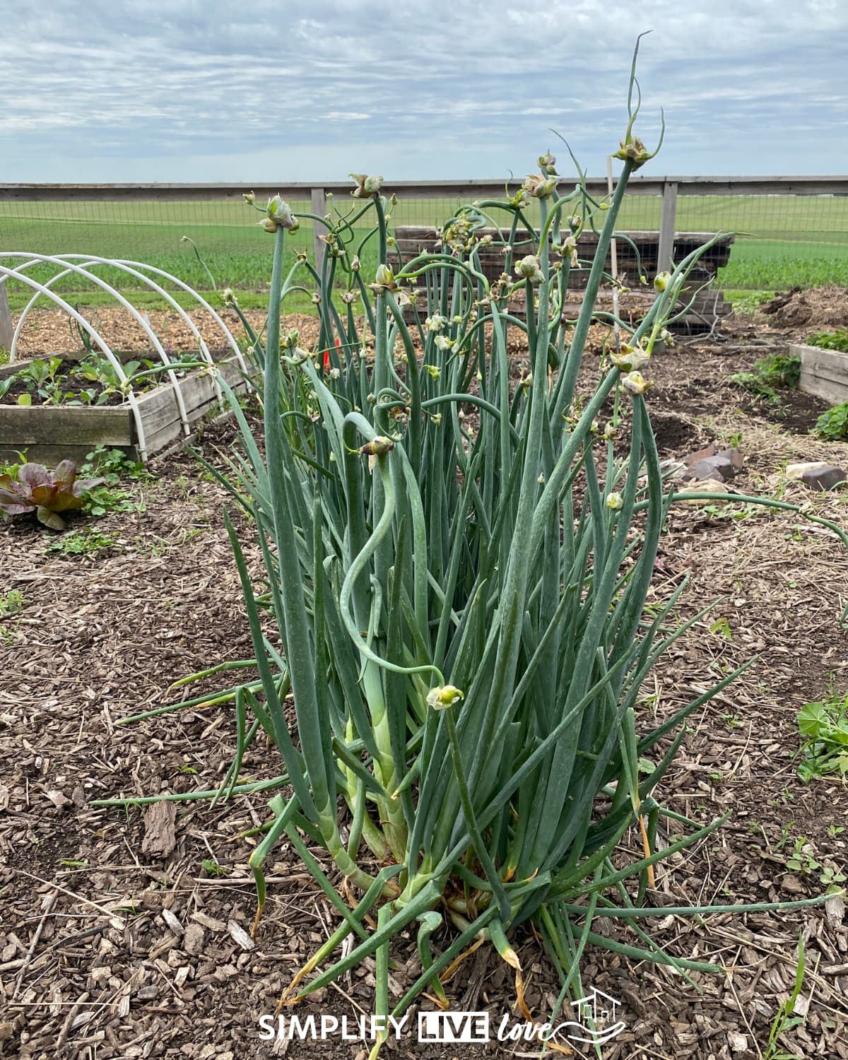 egyptian walking onions growing in raised garden bed with curling topsets