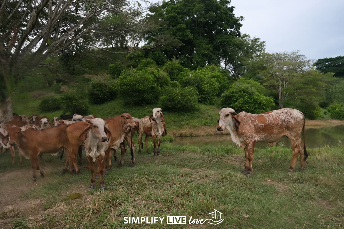 gir cattle on our horseback ride at Hacienda Santa Mónica through the UNESCO Coffee Cultural Landscape