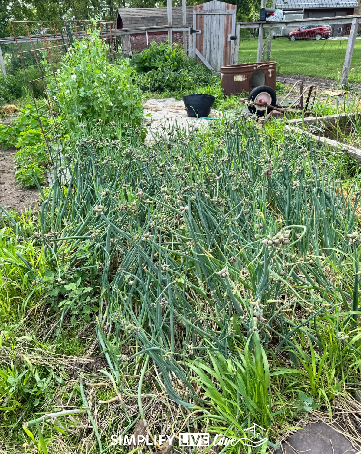 out of control walking onions