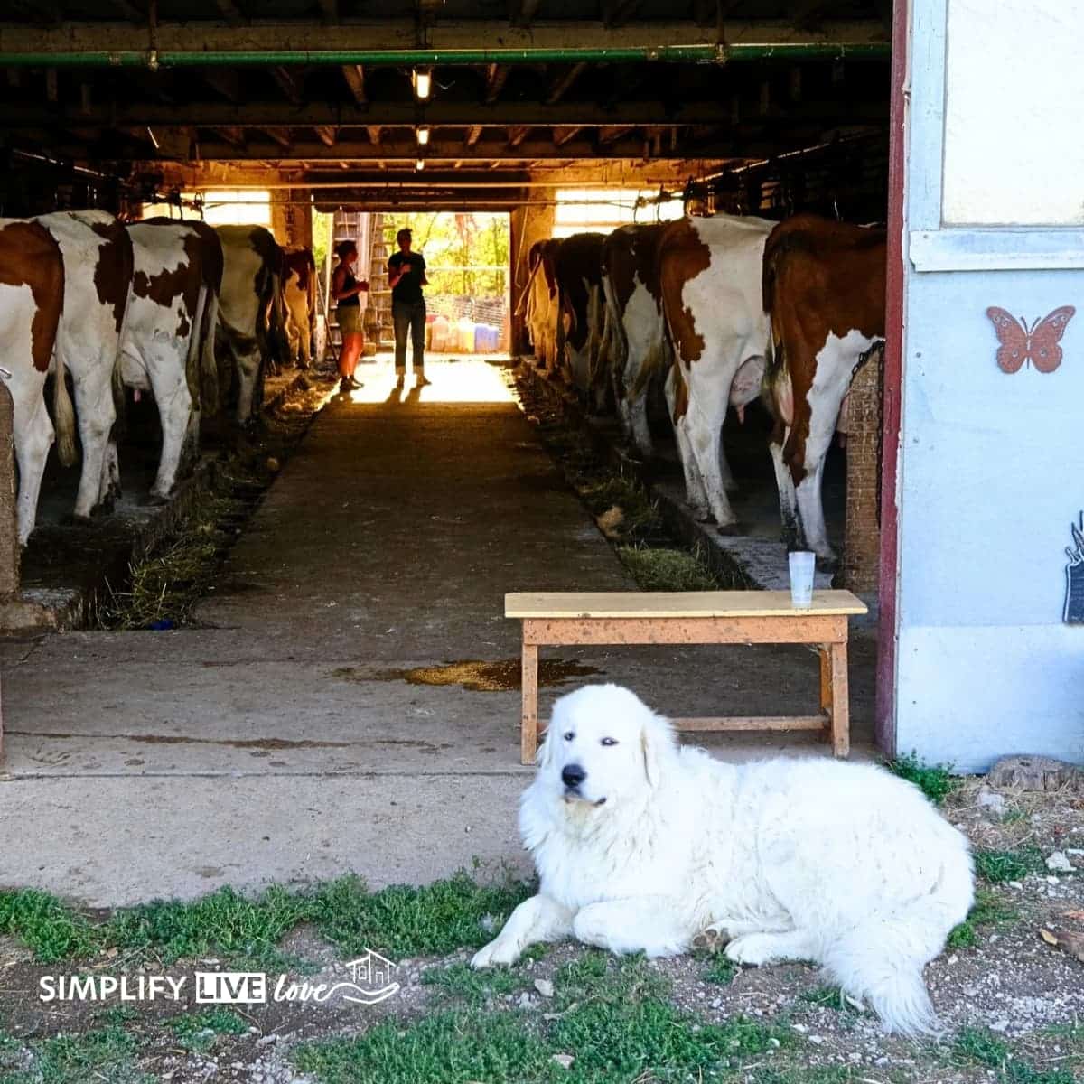 Great Pyrenees dog resting outside a milking barn with Montbéliarde cows inside at a Comté dairy farm in the French Jura.