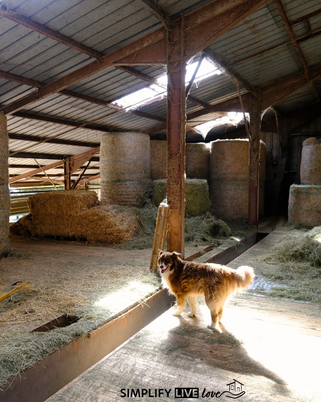 Border collie standing in a hay barn with stacked round bales and sunlight coming through the roof.