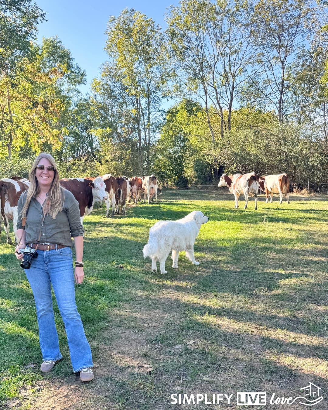 a woman with a camera in a pasture with montbeliarde cows and a great pyrenees dog