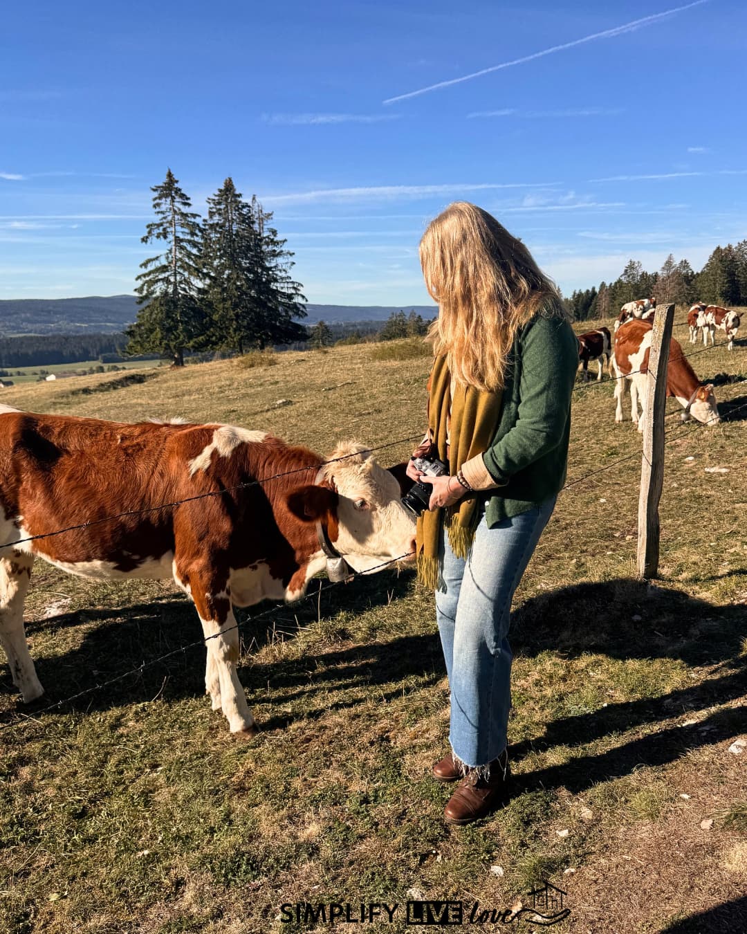 Woman holding a camera greets a brown and white Montbéliarde cow wearing a bell at a wire fence on a high pasture in the French Jura, with spruce trees and hills behind.