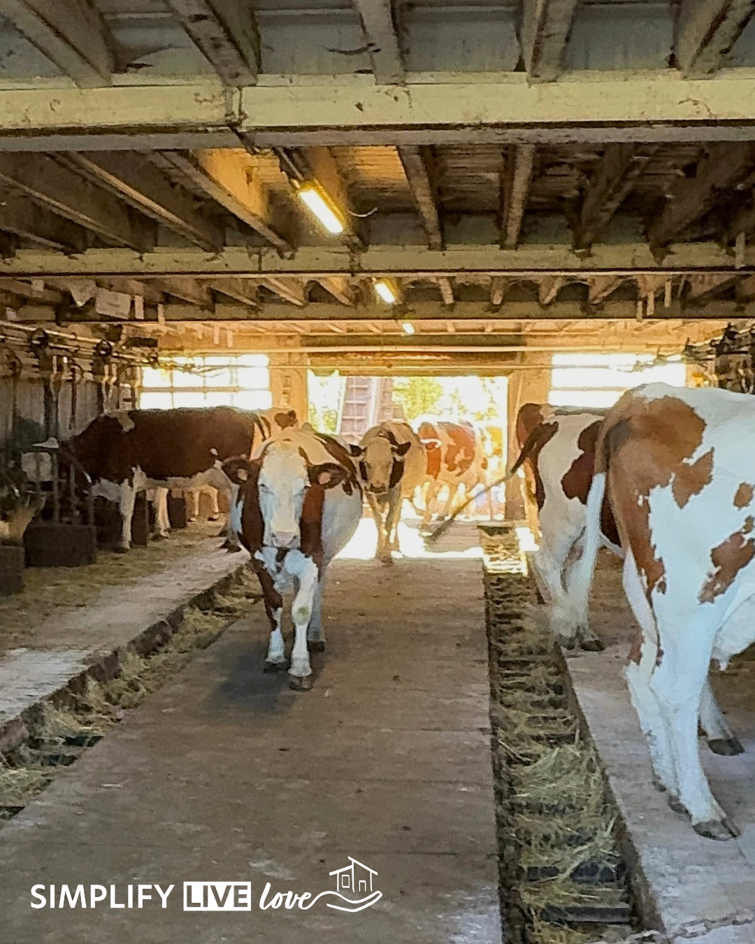 Montbéliarde cows inside at a Comté dairy farm in the French Jura.