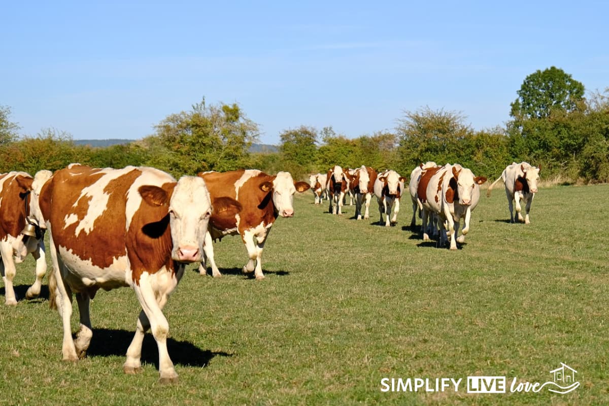 The cow herd walking toward the camera