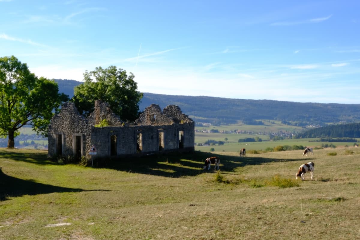 rolling hills of the jura with cows and a decrepit building outside fort saint antoine