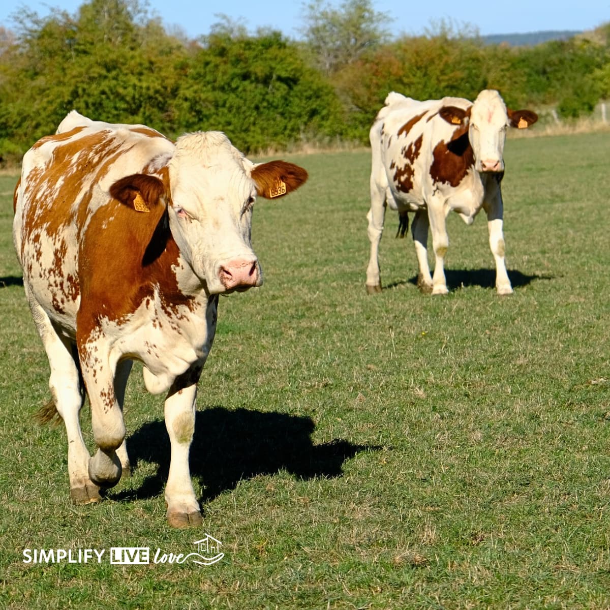 two montbeliarde comte cows coming in from the pasture for milking in jura france